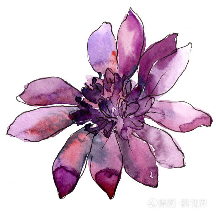 紫色非洲雏菊 花卉植物花 野生春叶野花分离 背景 质地 包装图案 框架或边框的水彩画野花照片 正版商用图片04vzm1 摄图新视界