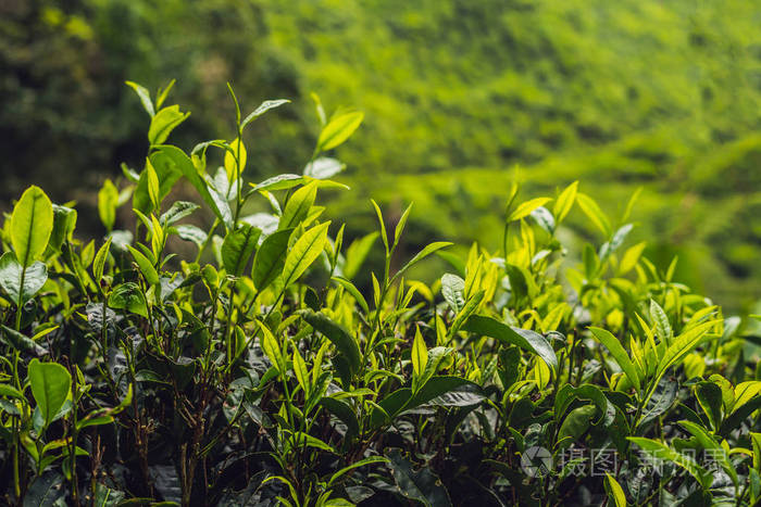 茶叶人工林的绿茶芽和鲜叶照片-正版商用图片04w06j-摄图新视界