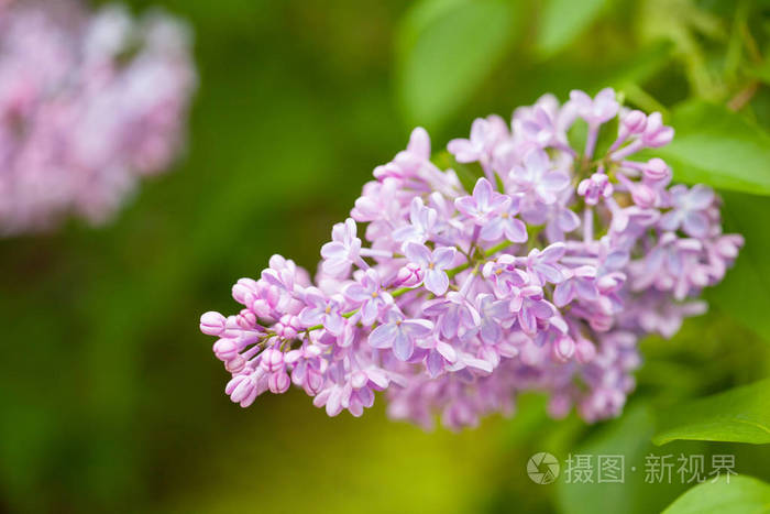 花园里的美丽淡紫色花