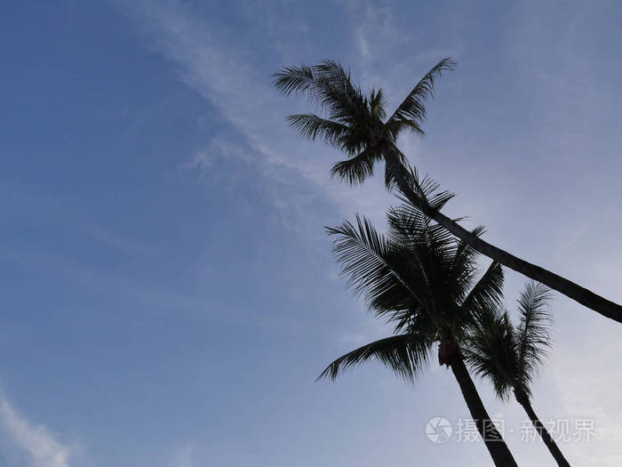 亚洲海滩椰子树的影子.椰子树剪影视图