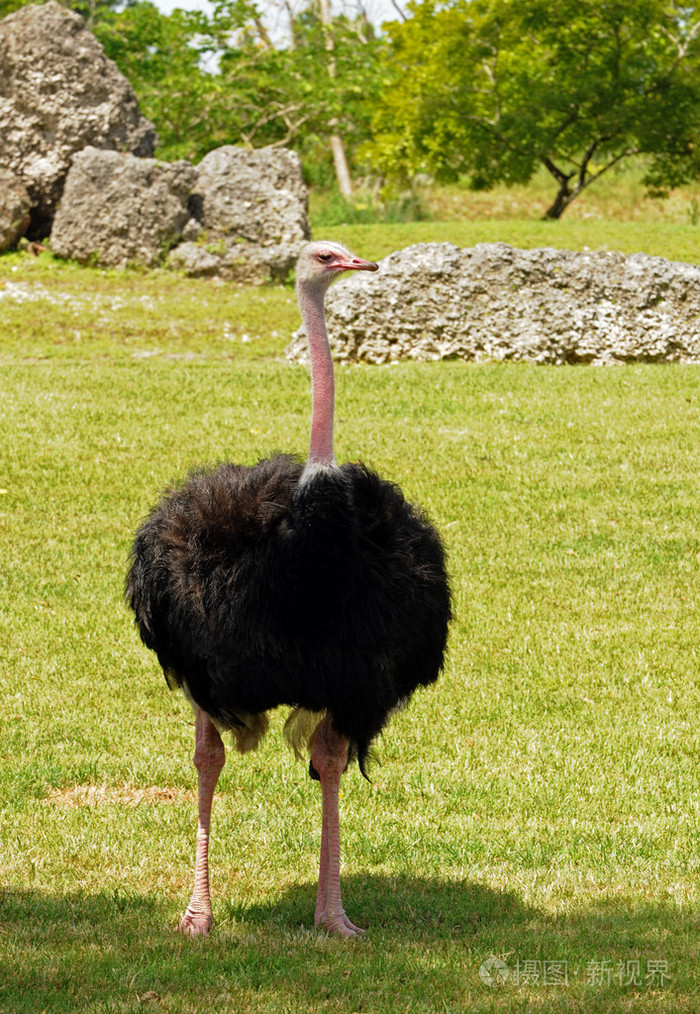 雄性鸵鸟鸵鸟