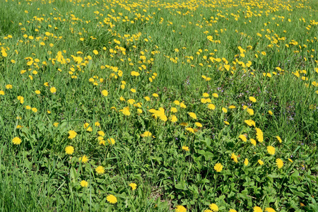 春天的风景, 绿色的田野与黄色的蒲公英花