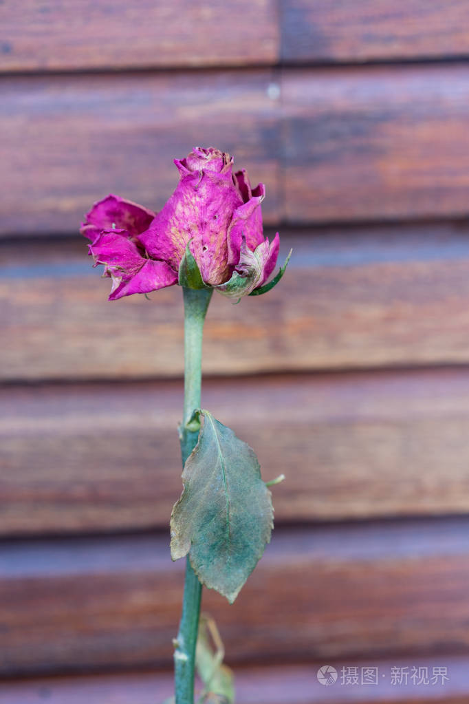 木墙与单粉红色玫瑰已经枯萎