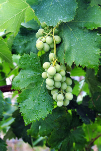 早期的葡萄园,有机葡萄园艺照片