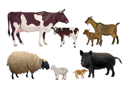 农场的动物和他们的孩子。牛, 山羊, 绵羊和猪。在白色背景上隔离的矢量插图