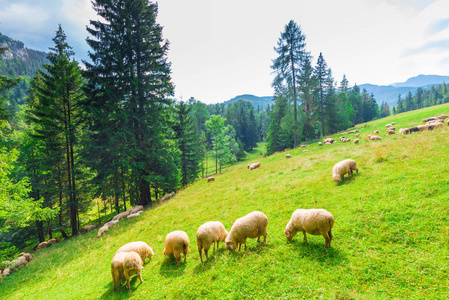 羊在山坡上放牧草甸