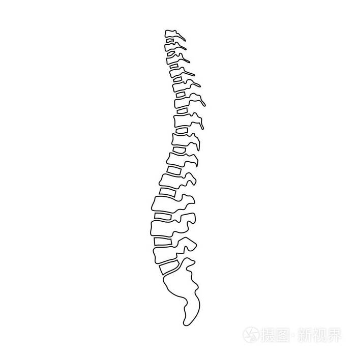 矢量人体脊柱插图
