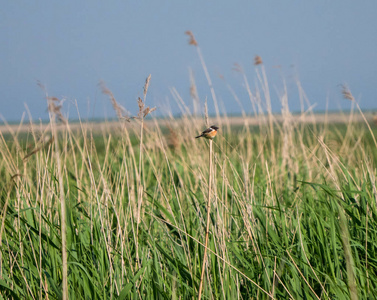 欧洲 stonechat 坐在芦苇上