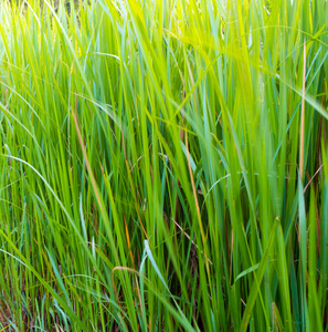 丛林中香根草叶片清新翠绿照片