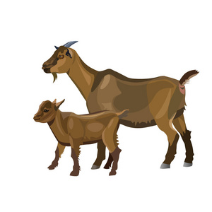 山羊妈妈和她的孩子.在白色背景上隔离的矢量插图照片