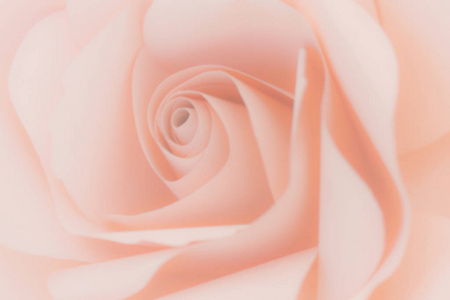 色彩柔和的粉红色玫瑰在浪漫的背景或情人节的温柔风格的模糊