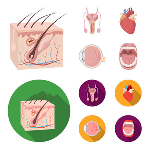 男性系统, 心脏, 眼球, 口腔。器官集合图标在卡通, 平面式矢量符号股票插画网站