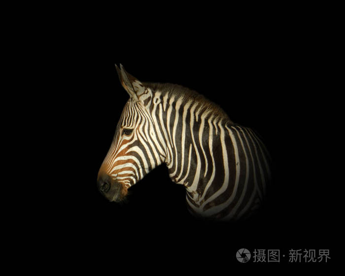 海角山斑马的侧面画像在黑背景照片 正版商用图片04w8h5 摄图新视界 海角山斑马的侧面画像在黑背景照片 正版商用图片04w8h5 摄图新视界