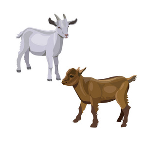 两个 goatlings 站着。在白色背景上隔离的矢量插图