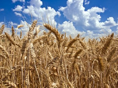 领域的成熟的小麦对蓝蓝的天空