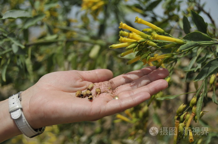 圣经中芥菜种图片图片