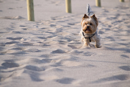 约克郡小猎犬贯穿沙子