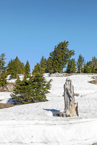 老死树森国家公园在雪中