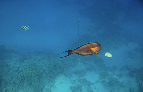 热带奇特鱼类 acanthurus 在红海海底的珊瑚礁上移动