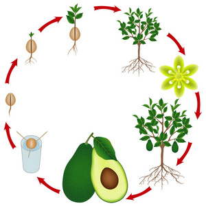牛油果生长过程图片图片