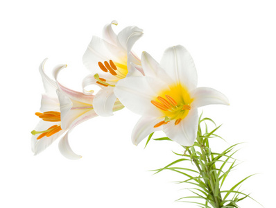 白百合花束照片 正版商用图片04wc1r 摄图新视界 白百合花束照片 正版商用图片04wc1r 摄图新视界