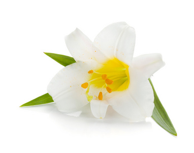 白百合花束照片 正版商用图片04wc1r 摄图新视界