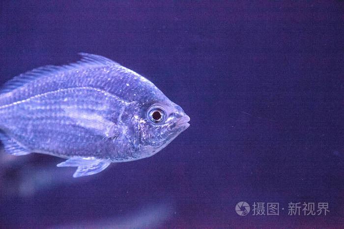 清澈的蓝绿色 chromis chromis 贝沿着珊瑚礁游动