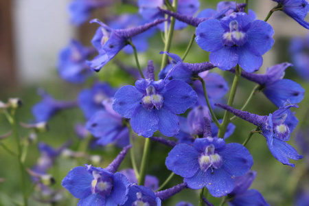 花花园蓝色丁香特写。飞燕