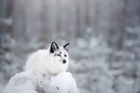 白色狐狸毛皮在雪在冬天