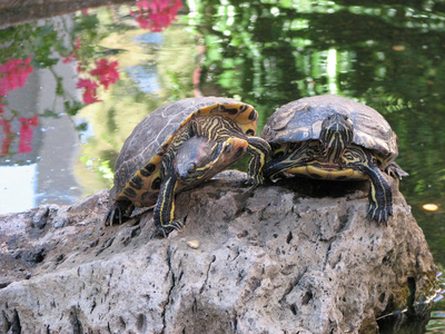 两只乌龟触摸对方照片