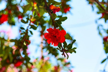 石榴树花特写图片