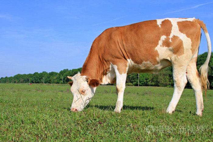 夏季牧场上小牛