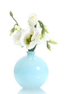 孤立在白色的花瓶里的美丽春天的花朵