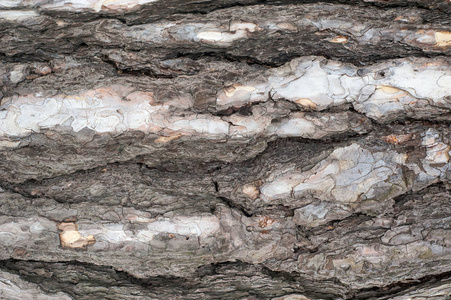 树树皮纹理的图像照片