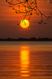 太阳和日落的天空倒影在湖面上的剪影树枝上