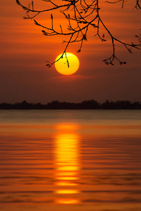 太阳和日落的天空倒影在湖面上的剪影树枝上照片