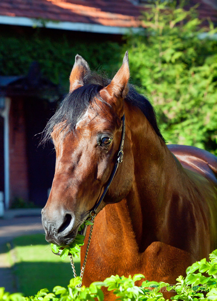 可爱品种德国种马的肖像