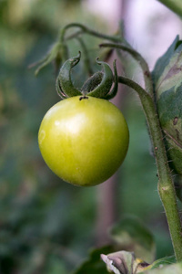 单绿色 Tomatoe Tomatoe 灌木