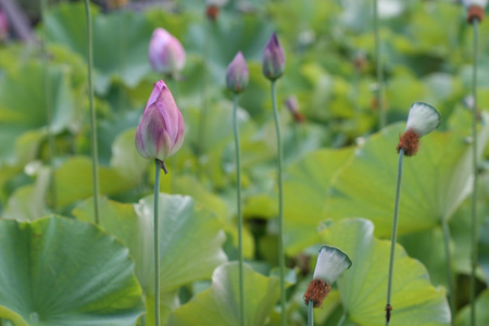 含苞的莲花