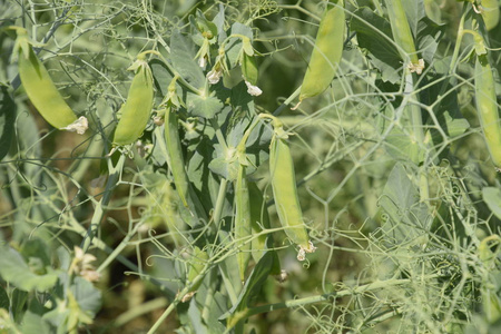 绿豌豆在田里。在田里种植豌豆。豌豆茎和豆荚