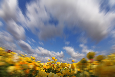 黄色毛茛属植物上空飞行的云