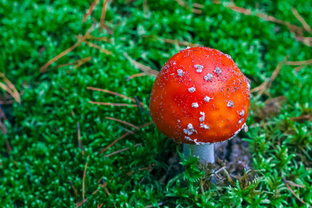 鹅 Muscaria。森林中的红毒蝇木耳菇