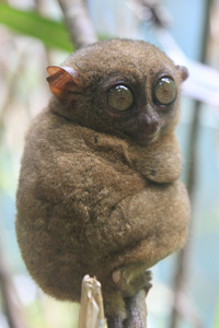 眼镜猴 tarsius syrichta 薄荷岛，菲律宾