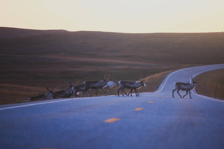 挪威 Finnmark 县 Nordkapp 附近的驯鹿驯鹿牧区放牧和过马路