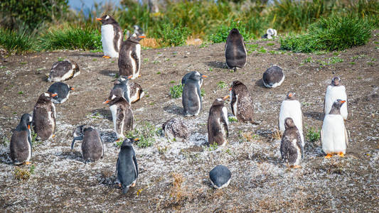 滑稽的巴布亚企鹅在小猎犬海峡在巴塔哥尼亚, 火地岛国家公园, 阿根廷, 夏天时间