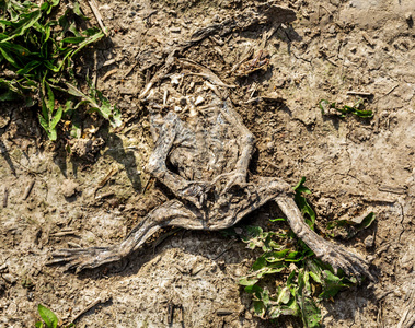 干青蛙汽车车轮在农村公路上死青蛙的干皮和骨照片