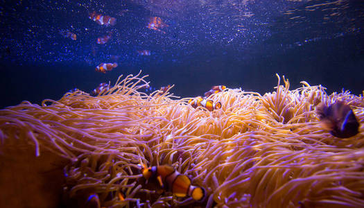 海洋中的海葵和小丑鱼在海洋水族馆