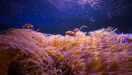 海洋中的海葵和小丑鱼在海洋水族馆