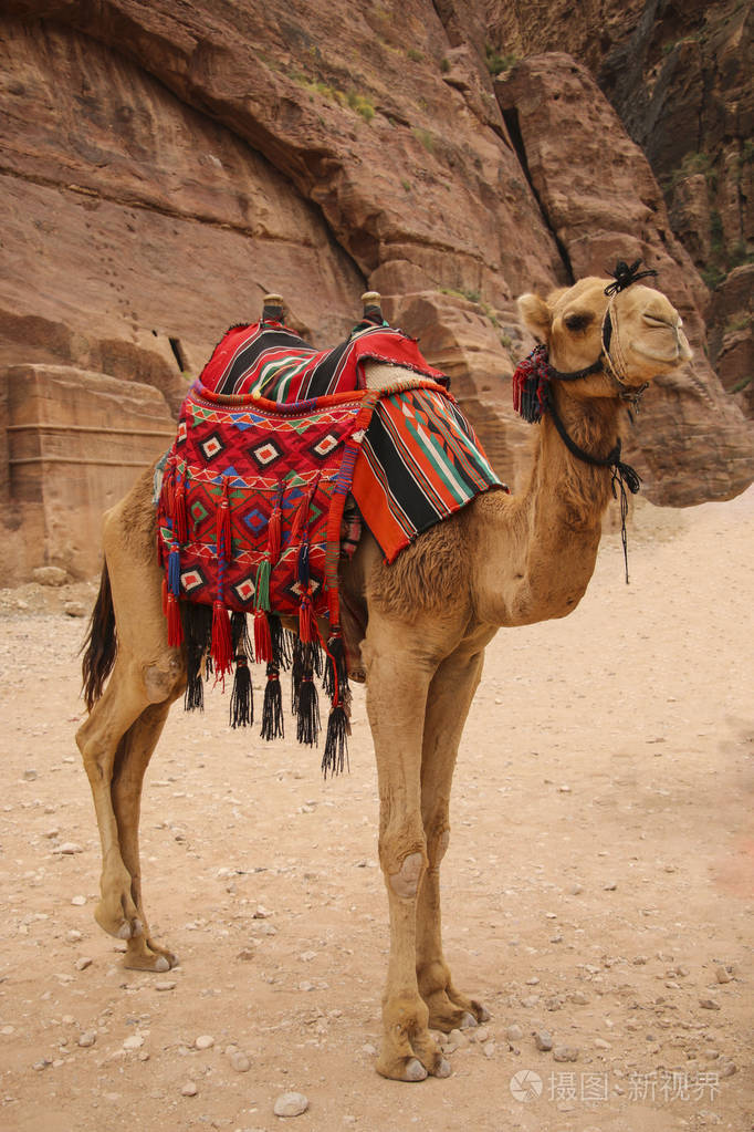 用五颜六色的传统线束的骆驼在佩特拉, 乔丹用来运输游客通过古老的