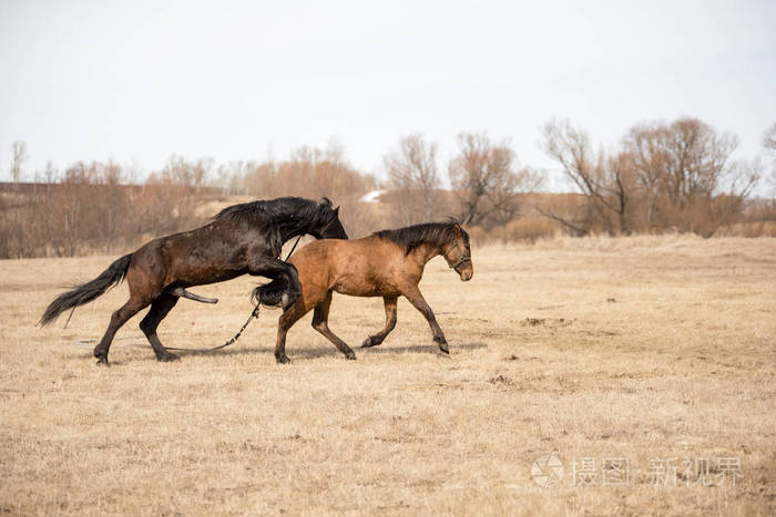 两匹马在田间交配